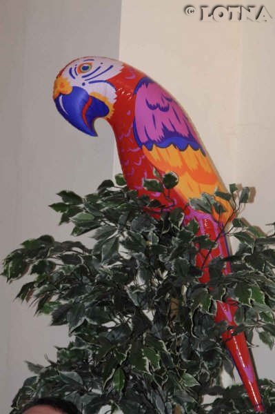 shipwrecktheparrott.jpg